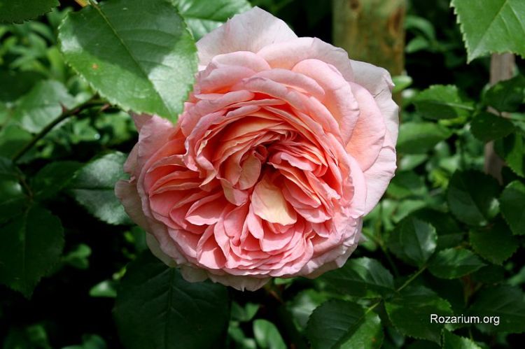 Abraham Darby (2)