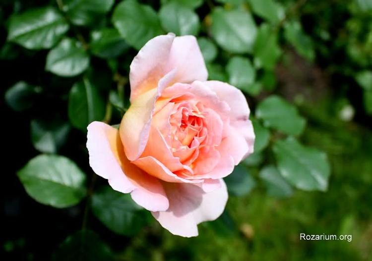 Abraham Darby Abraham Darby