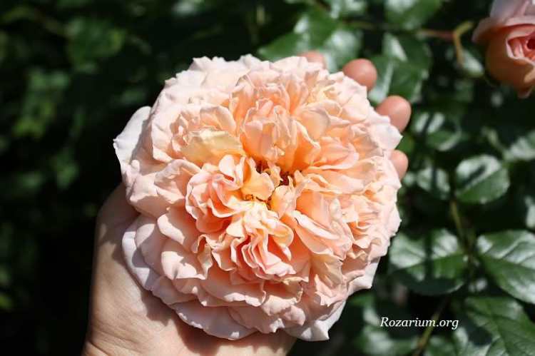 Abraham Darby Abraham Darby