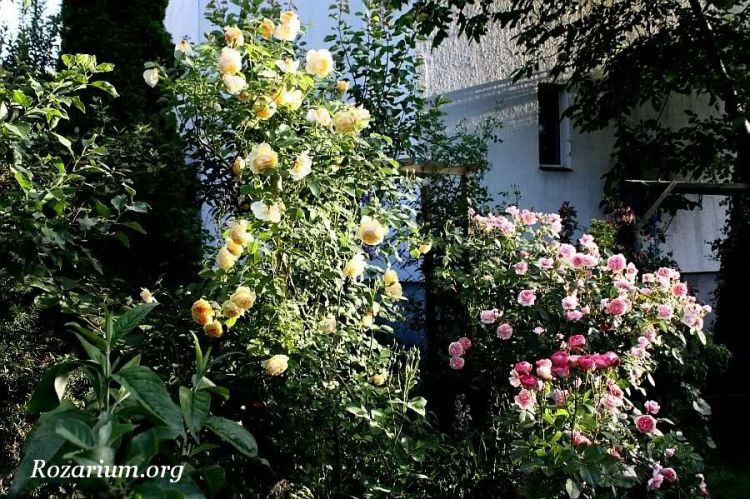 Graham Thomas + Colette + Acropolis