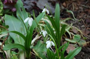 przebiśniegi - Kopia