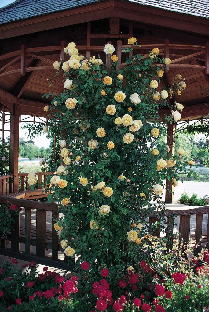 Patio Climber: David Austin Roses' Rosa 'Graham Thomas