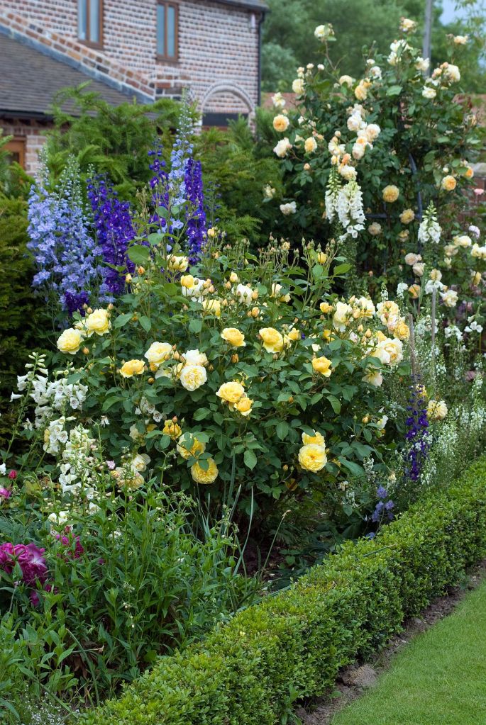 Rosa 'Graham Thomas'