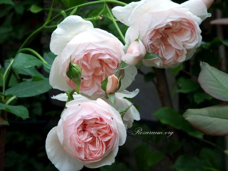 Róża angielska Heritage