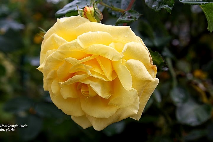 Lichtkonigin Lucia (4)