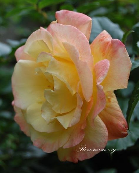 Moonlight Kordes Moonlight