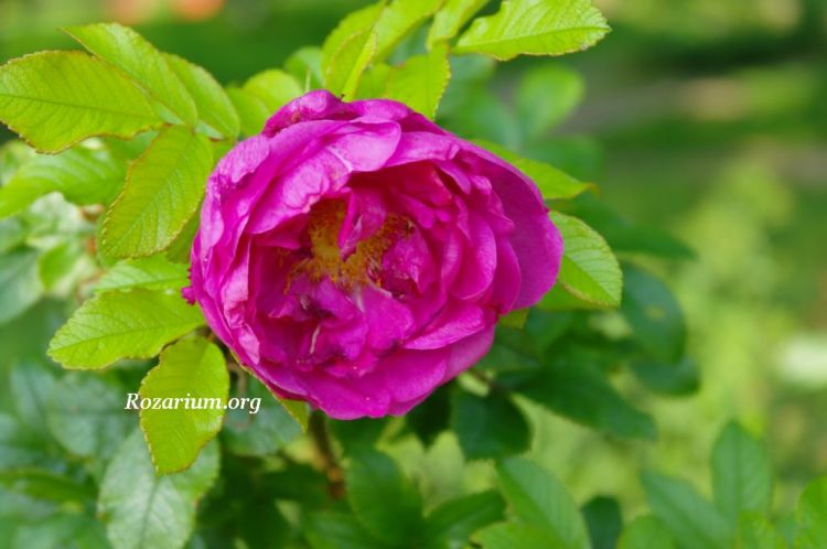 Pink Roadrunner ADR Kordes Pink Roadrunner ADR