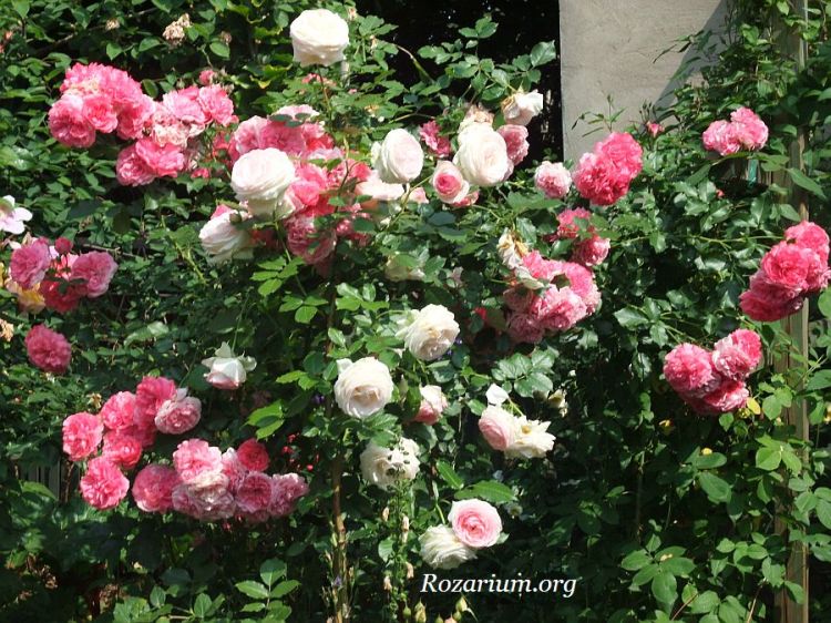 Eden RU Eden Rose + Rosarium