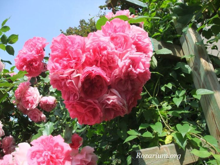 Rosarium Uetersen Rosarium Uetersen