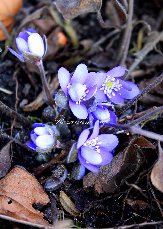Hepatica nobilis