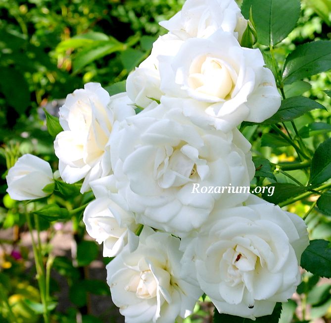 Aspirin-Rose Aspirin-Rose