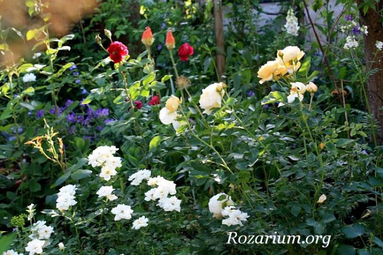 Kent + Golden Celebration Kent + Golden Celebration