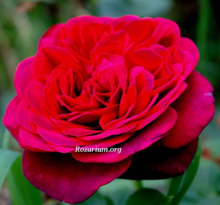 Astrid Grafin von Hardenberg