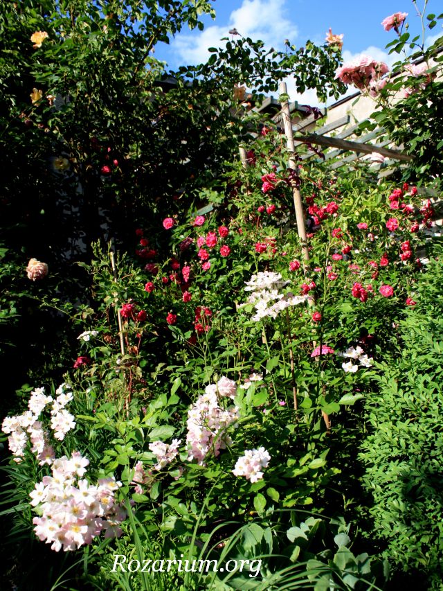 Ballerina + Super Excelsa Ballerina + Super Excelsa