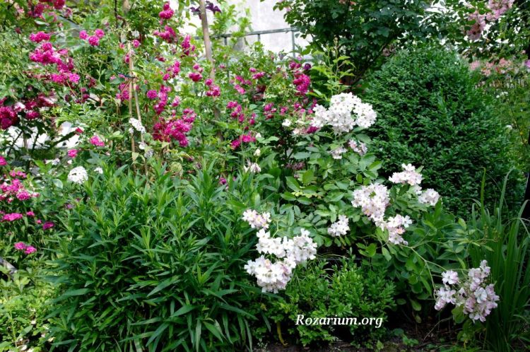 Super Excelsa+ Ballerina