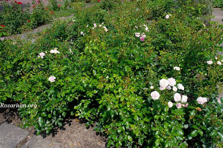 Róża Larissa (Kordes 2008)