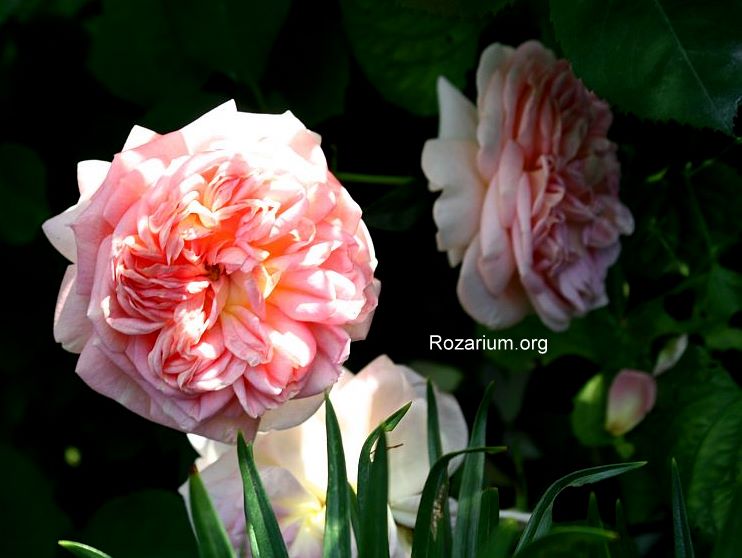 Alchymist (7) Alchymist