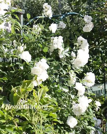 Iceberg CLg3 Iceberg