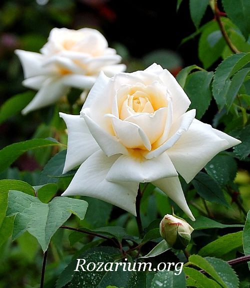 Ilse Krohn Superior Ilse Krohn Superior