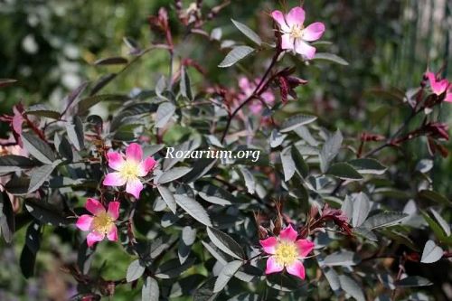 Rosa glauca