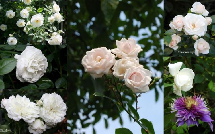 kolaż rabata biaÅa różowa pastelowa