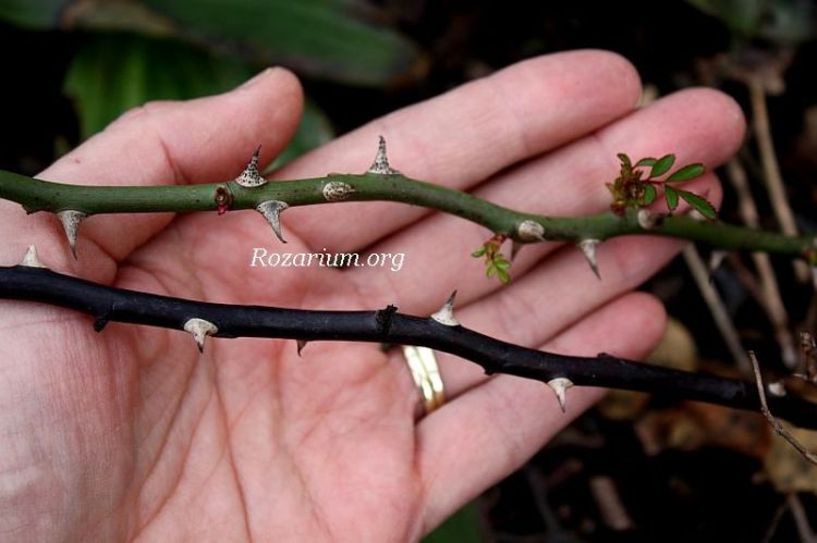 pędy róż po zimie