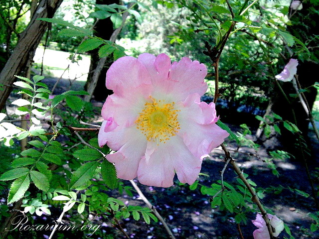 Rosa roxburghii normalis Rosa roxburghii normalis
