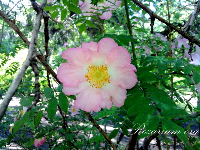 Rosa roxburghii normalis Rosa roxburghii normalis